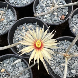 Astrophytum caput-medusae for Sale | Rare 'Medusa's Head' Cactus with Snake-Like Stems, Silver Succulent Plant