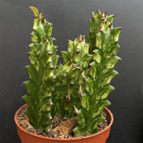 Euphorbia trigona 'Variegata' | Rare Succulent with Marbled Creamy-Yellow & Green Stems, Low-Maintenance Indoor Plant