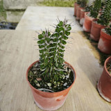 Alluaudia montagnacii for Sale | Drought-Tolerant, Low-Maintenance Indoor Plant with Silvery Thorny Stems