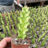 Euphorbia trigona 'Variegata' | Rare Succulent with Marbled Creamy-Yellow & Green Stems, Low-Maintenance Indoor Plant