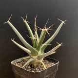 Leuchtenbergia principis Cactus for Sale | Rare Agave Cactus, Living Fossil Succulent with Yellow Flowers