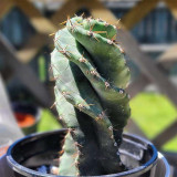 Cereus forbesii 'Spiralis' for Sale – Rare Spiral Cactus, Low-Maintenance Twisted Succulent Plant