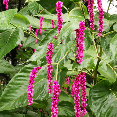Prince's Feather Seeds - Long-blooming ornamental plant suitable for cottage gardens