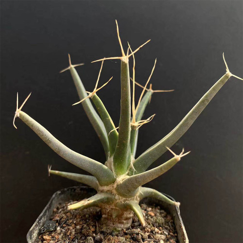 Leuchtenbergia principis Cactus for Sale | Rare Agave Cactus, Living Fossil Succulent with Yellow Flowers