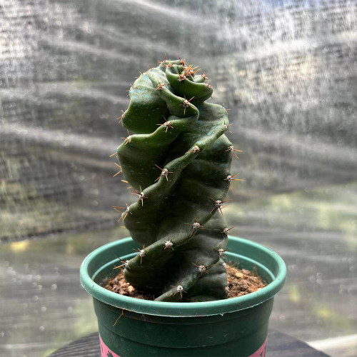 Cereus forbesii 'Spiralis' for Sale – Rare Spiral Cactus, Low-Maintenance Twisted Succulent Plant