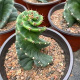 Cereus forbesii 'Spiralis' for Sale – Rare Spiral Cactus, Low-Maintenance Twisted Succulent Plant