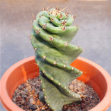 Cereus forbesii 'Spiralis' for Sale – Rare Spiral Cactus, Low-Maintenance Twisted Succulent Plant