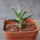 Leuchtenbergia principis Cactus for Sale | Rare Agave Cactus, Living Fossil Succulent with Yellow Flowers