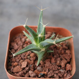 Leuchtenbergia principis Cactus for Sale | Rare Agave Cactus, Living Fossil Succulent with Yellow Flowers