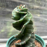 Cereus forbesii 'Spiralis' for Sale – Rare Spiral Cactus, Low-Maintenance Twisted Succulent Plant