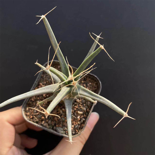 Leuchtenbergia principis Cactus for Sale | Rare Agave Cactus, Living Fossil Succulent with Yellow Flowers