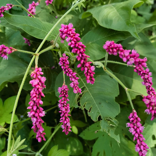 Prince's Feather Seeds - Long-blooming ornamental plant suitable for cottage gardens