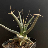 Leuchtenbergia principis Cactus for Sale | Rare Agave Cactus, Living Fossil Succulent with Yellow Flowers