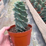 Cereus forbesii 'Spiralis' for Sale – Rare Spiral Cactus, Low-Maintenance Twisted Succulent Plant