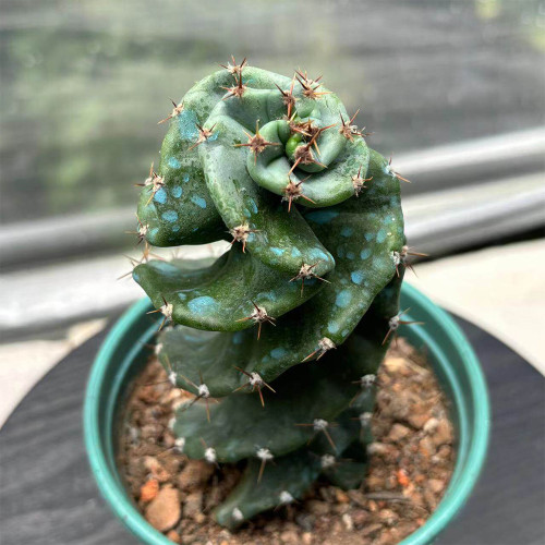 Cereus forbesii 'Spiralis' for Sale – Rare Spiral Cactus, Low-Maintenance Twisted Succulent Plant
