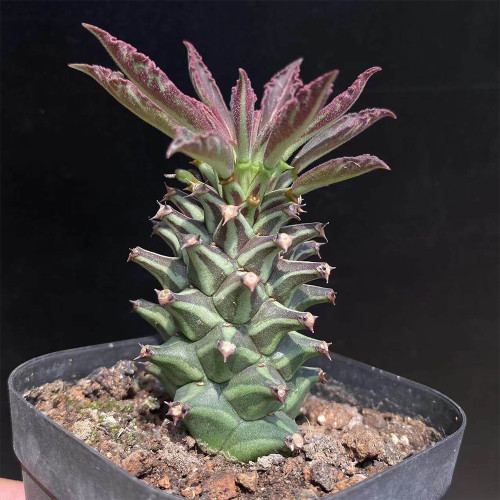 Monadenium schubei 'Tanzania Red' for Sale | Rare Architectural Collector Succulent with Red-Edged Foliage