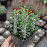 Alluaudia montagnacii for Sale | Rare Architectural Succulent with Silvery Thorny Trunk, Vibrant Green Leaves