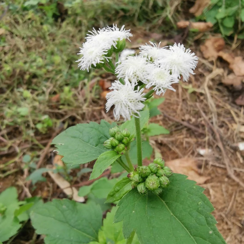 Large-Flowered Ageratum (White) Seeds — Quick Sprouting, Easy Care, Abundant White Blooms