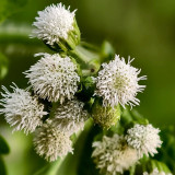 Large-Flowered Ageratum (White) Seeds — Quick Sprouting, Easy Care, Abundant White Blooms