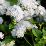 Large-Flowered Ageratum (White) Seeds — Quick Sprouting, Easy Care, Abundant White Blooms