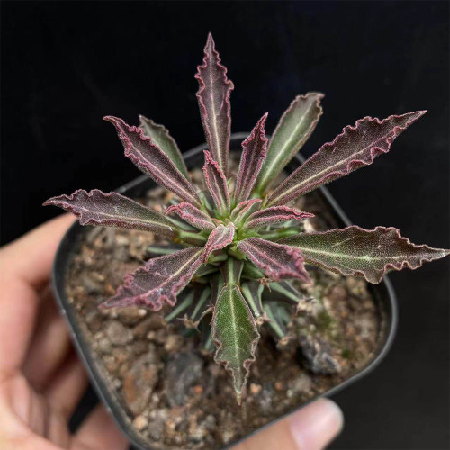 Monadenium schubei 'Tanzania Red' for Sale | Rare Architectural Collector Succulent with Red-Edged Foliage