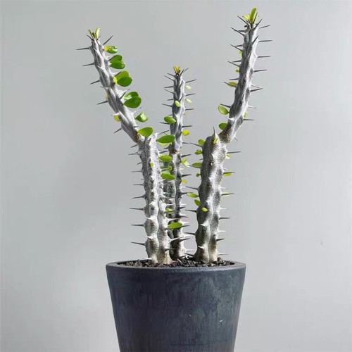 Alluaudia montagnacii for Sale | Rare Architectural Succulent with Silvery Thorny Trunk, Vibrant Green Leaves