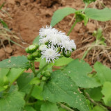 Large-Flowered Ageratum (White) Seeds — Quick Sprouting, Easy Care, Abundant White Blooms