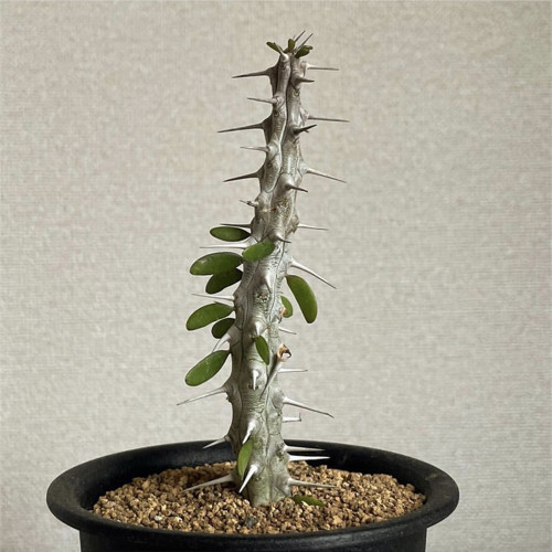 Alluaudia montagnacii for Sale | Rare Architectural Succulent with Silvery Thorny Trunk, Vibrant Green Leaves