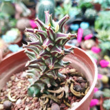 Monadenium schubei 'Tanzania Red' for Sale | Rare Architectural Collector Succulent with Red-Edged Foliage