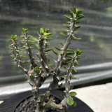 Alluaudia montagnacii for Sale | Rare Architectural Succulent with Silvery Thorny Trunk, Vibrant Green Leaves