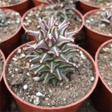 Monadenium schubei 'Tanzania Red' for Sale | Rare Architectural Collector Succulent with Red-Edged Foliage