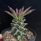 Monadenium schubei 'Tanzania Red' for Sale | Rare Architectural Collector Succulent with Red-Edged Foliage