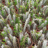 Alluaudia montagnacii for Sale | Rare Architectural Succulent with Silvery Thorny Trunk, Vibrant Green Leaves
