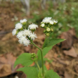 Large-Flowered Ageratum (White) Seeds — Quick Sprouting, Easy Care, Abundant White Blooms
