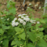 Large-Flowered Ageratum (White) Seeds — Quick Sprouting, Easy Care, Abundant White Blooms