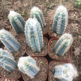 Pilosocereus azureus - Rare Blue Columnar Cactus with White Woolly Areoles, Low-Maintenance Succulent