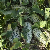 Golden Honey Crisp Melon Seeds - Early Maturing Hybrid with High Yield & Disease Resistance