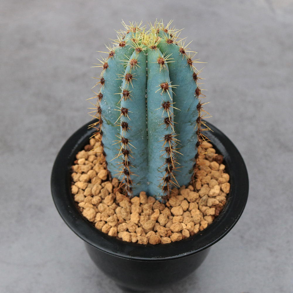 Pilosocereus pachycladus for Sale | Rare Blue Columnar Cactus