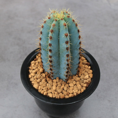Pilosocereus pachycladus for Sale – Rare Blue Columnar Cactus with Golden Spines, Low-Maintenance Succulent