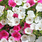 Petunia Seeds - Large Blooms, Long Blooming Period, Rich Colors for Beds & Pots