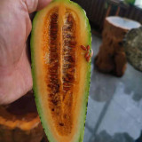 Golden Honey Crisp Melon Seeds - Early Maturing Hybrid with High Yield & Disease Resistance
