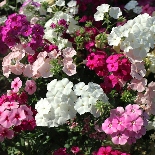 Phlox (Mixed Colors) Seeds - Beginner-Friendly Flowers with High Germination Rate