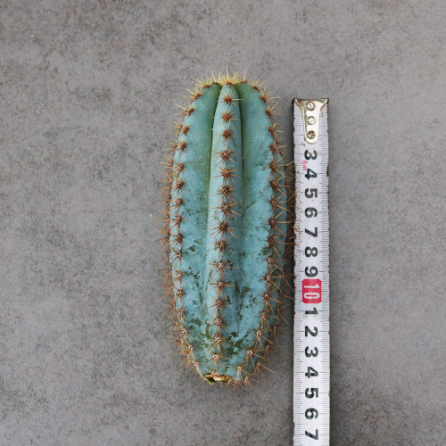 Pilosocereus pachycladus for Sale – Rare Blue Columnar Cactus with Golden Spines, Low-Maintenance Succulent
