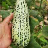 Golden Honey Crisp Melon Seeds - Early Maturing Hybrid with High Yield & Disease Resistance
