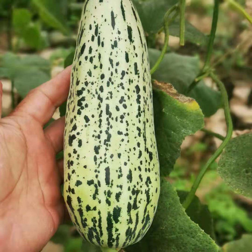 Golden Honey Crisp Melon Seeds - Early Maturing Hybrid with High Yield & Disease Resistance