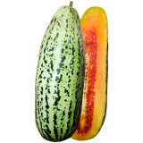 Golden Honey Crisp Melon Seeds - Early Maturing Hybrid with High Yield & Disease Resistance