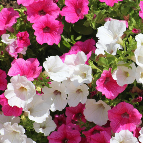 Petunia Seeds - Large Blooms, Long Blooming Period, Rich Colors for Beds & Pots