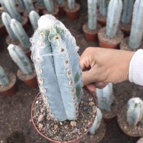 Pilosocereus azureus - Rare Blue Columnar Cactus with White Woolly Areoles, Low-Maintenance Succulent