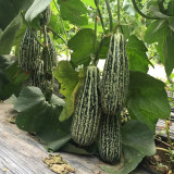 Golden Honey Crisp Melon Seeds - Early Maturing Hybrid with High Yield & Disease Resistance