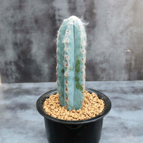 Pilosocereus azureus - Rare Blue Columnar Cactus with White Woolly Areoles, Low-Maintenance Succulent